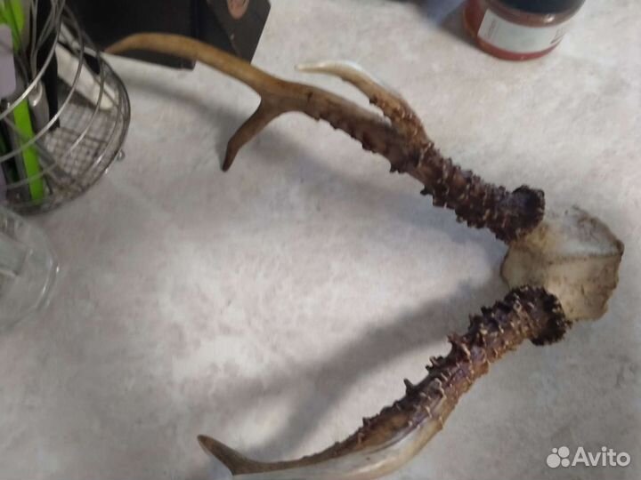 Рога косули