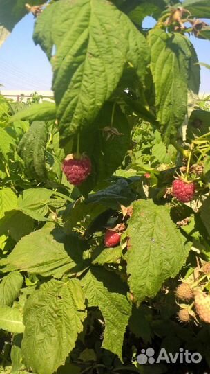 Саженцы Малина Полька(Полка)