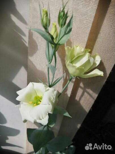 Эустома (лизиантус)