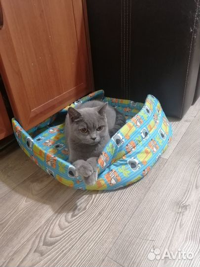 Кошечка в добрые руки