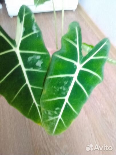 Алоказия фрайдек варигатная