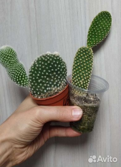 Кактус Секкулянты