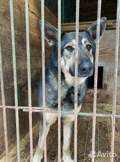 Собака друг, компаньон ищет семью