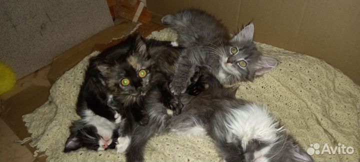 Кошка в дар