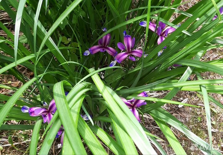 Ирис Спуриа орхидеевидный