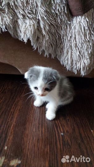 Кошка в дар