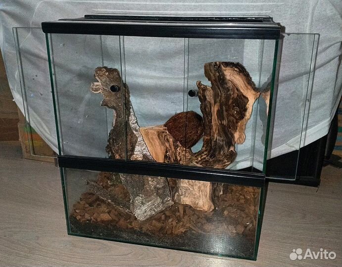 Бананоед с террариумом