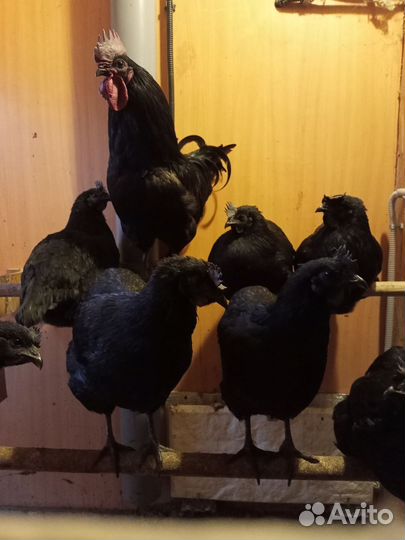 Ухейлюй инкубационное яйцо