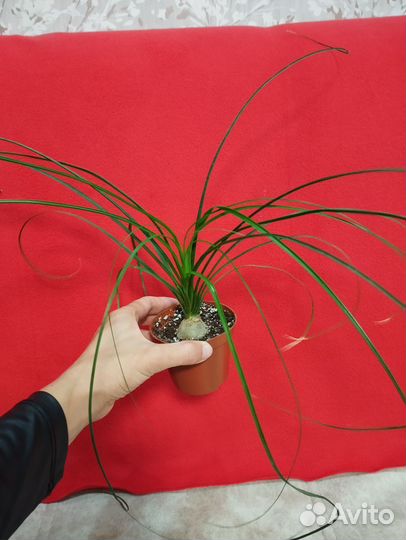 Бокарнея нолина. Слоновья нога