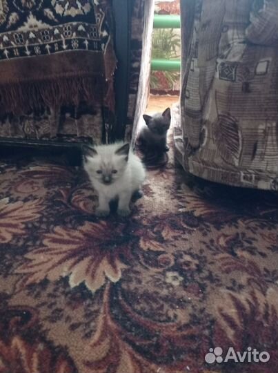 Сиамские котята