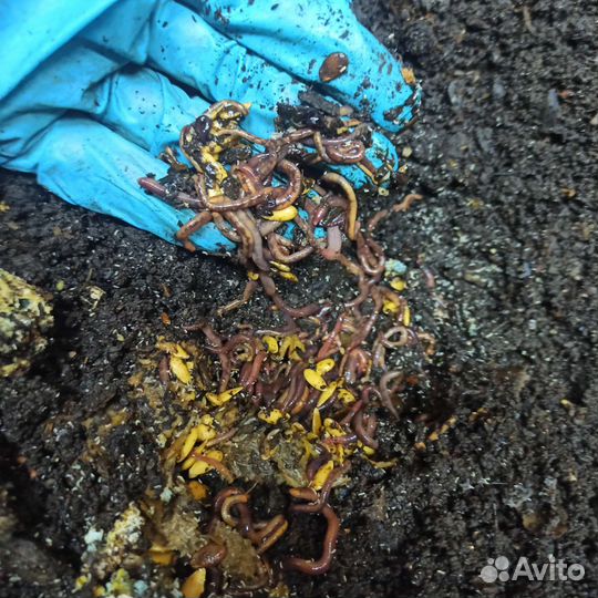 Черви старатель