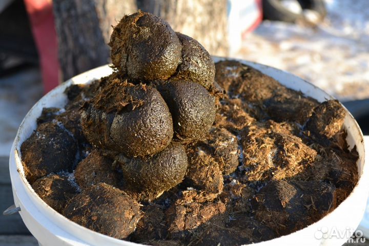 Навоз конский