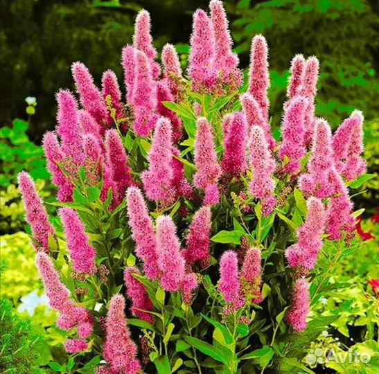 Спирея Билларда