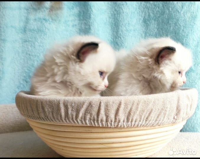 Милые котята породы “Рэгдолл”