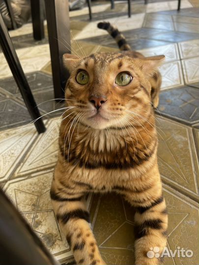Бенгальский кот