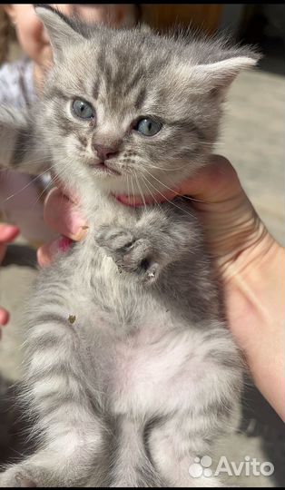 Котята домашние