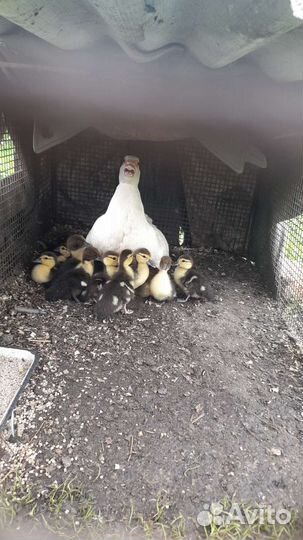 Цыплята, индоутята