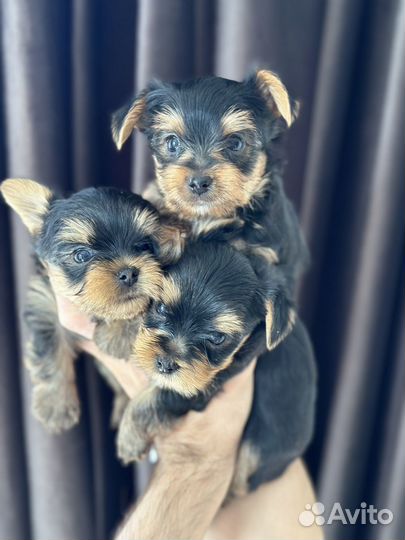 Йоркширский терьер