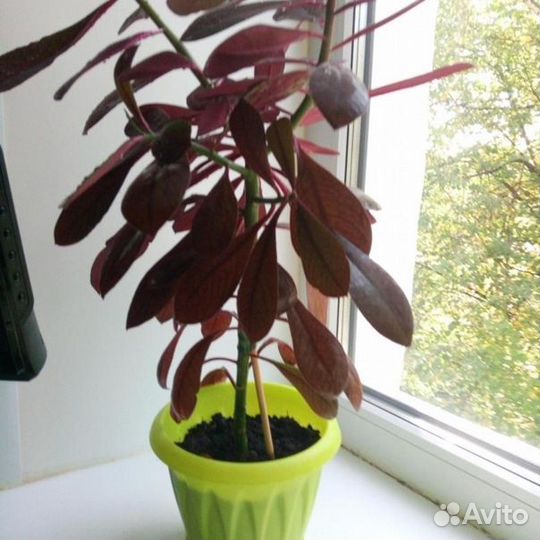 Цветы домашние