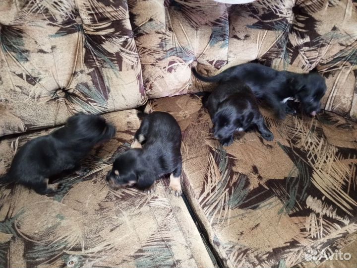 Щенки таксы