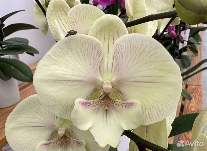 Орхидея биглип Hazelnut