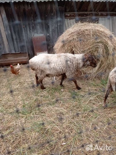 Баран курдючный