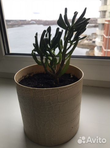 Толстянка хоббит)