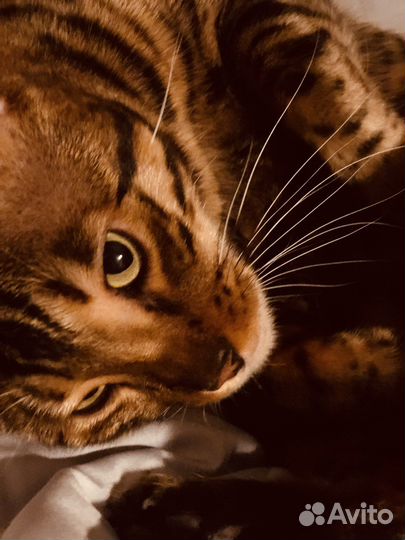 Бенгал вязка