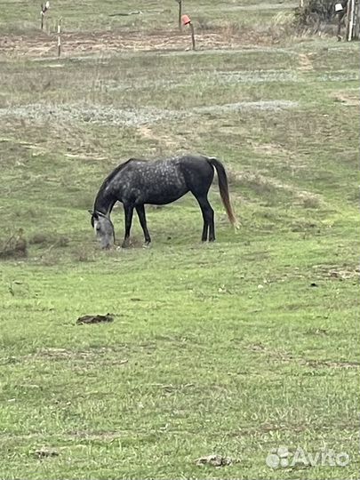 Кобыла и жеребец