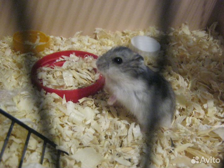 Джунгарские хомячки