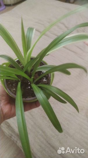 Хлорофитум