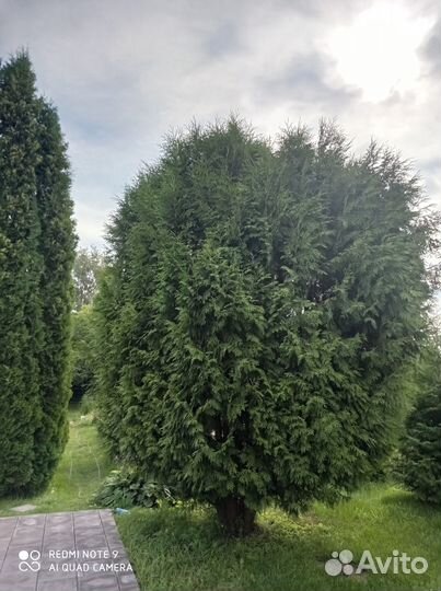 Продаю туи