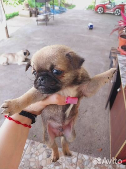 Щенки мопса