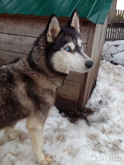 Собака Хаски