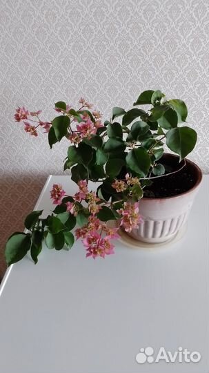 Бугенвилия Сан сет