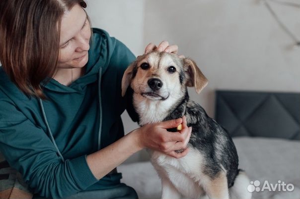 Щенок-девочка Пыжа