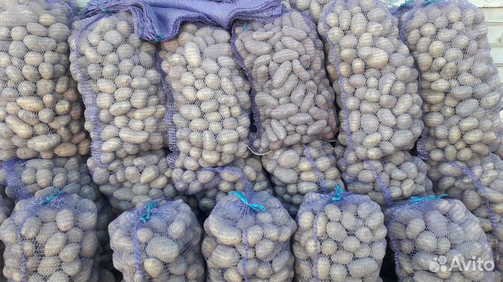 Продам картофель
