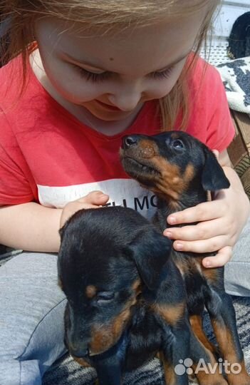 Щенки добермана