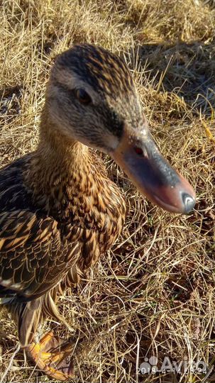 Утки подсадные для охоты