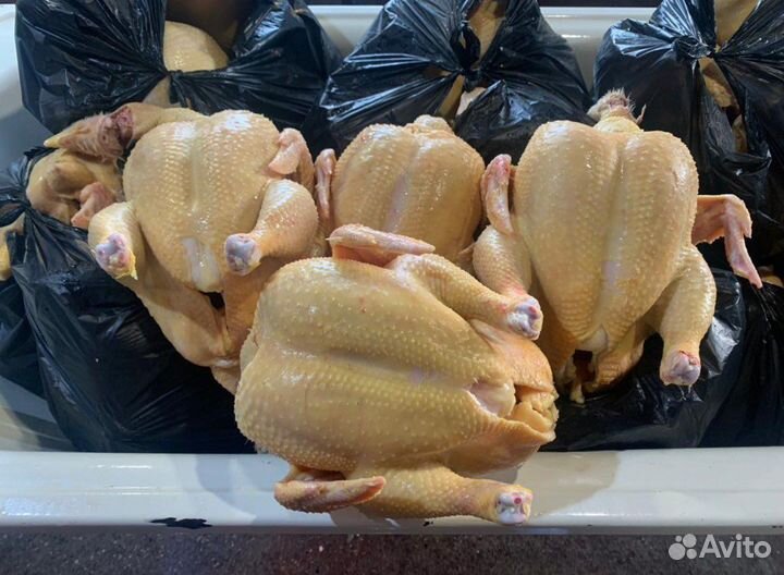 Куры домашние