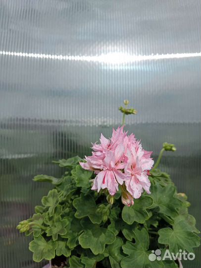 Пеларгония герань