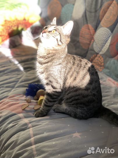 Кот жалко отдать