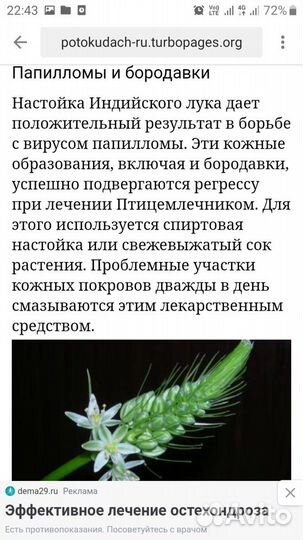 Индийский лук