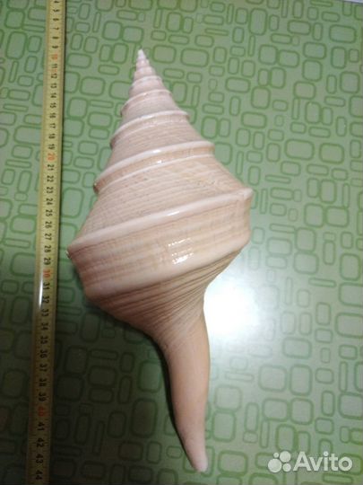 Раковина Австралийский Трубач 30 см