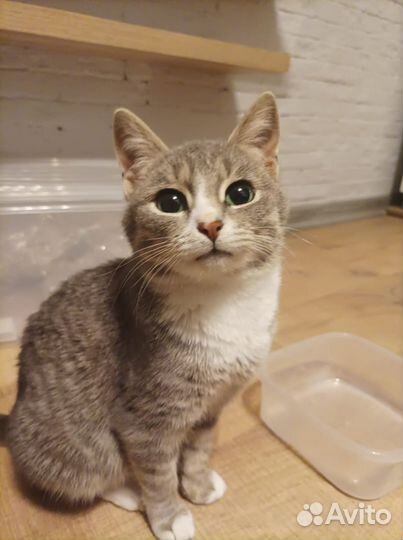 Котята ищут семью