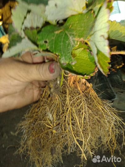 Рассада клубники и Малины