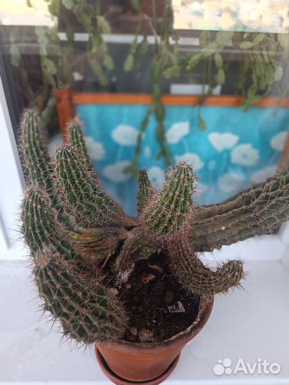 Кактусы ищут добрые руки