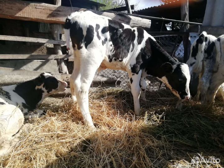 Телята бычки