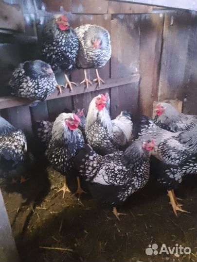 Семья породных кур