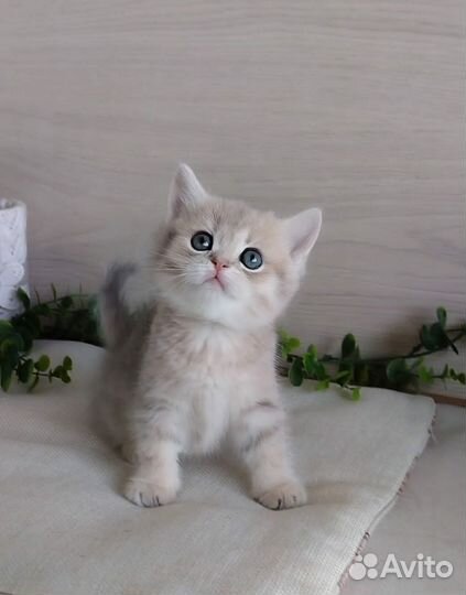 Девочки шотландские